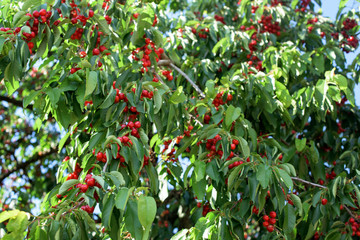 Part of cherry tree