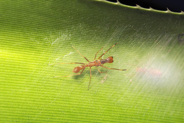 Ant mimicking spider, Myrmarachne sp, Salticidae, Bangalore
