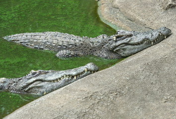 Crocodile in green water