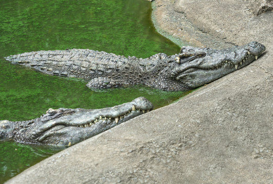 Crocodile in green water