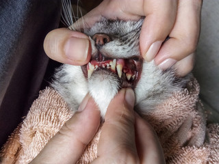 jaw of a gray cat with periodontal disease, closeup