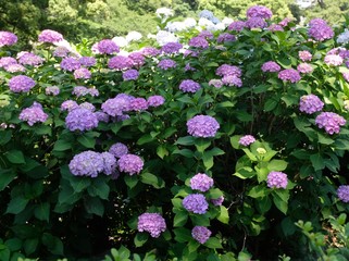 紫陽花