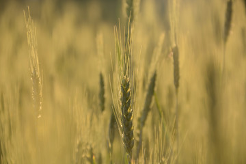 Fototapeta premium Nature blurred background. Growing bread
