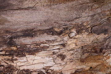 Fototapeta na wymiar timber wood texture. background