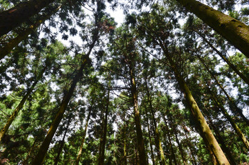 The Saryeoni forest path is designated as a  Biosphere Reserve by UNESCO. The main types of tree are Cedar and Cypress which are high and dense, The sky and sunshine are seen through the trees.
