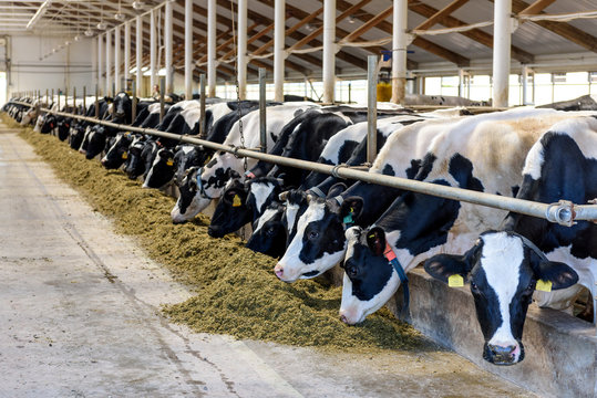 Milking Cows Eating In Modern Farm Cowshed.