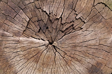 timber wood texture. background