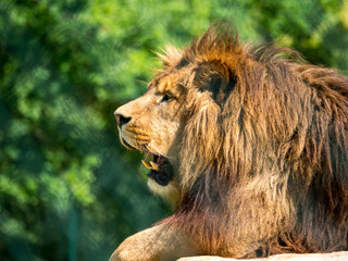 Lion