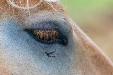 Fototapeta premium Oeil de cheval.