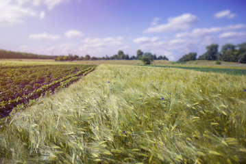 Fototapeta premium Rural landscape with barley field. Green unripe cereals. The concept of agriculture, healthy eating, organic food. Natural background