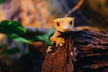 Crested Gecko Portrait