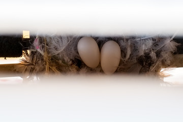 bird eggs in feather nest between air conditioner and block