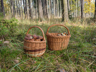 Fototapeta na wymiar Baskets full of mushrooms