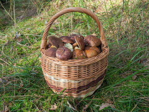 Basket full of mushrooms