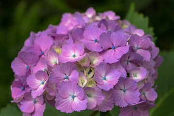 Hydrangea of Asukayama Park in Kita Ward, Tokyo, Japan / Asukayama park is a public park in Kita Ward, Tokyo, Japan