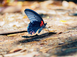 Fototapeta na wymiar Close up a Great Mormon butterfly (Papilio memnon agenor) with colorful wings on the ground
