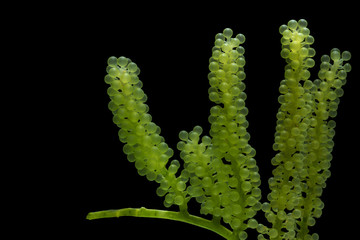 Caulerpa lentillifera, Sea Grapes, Green Caviar isolated on black background.
