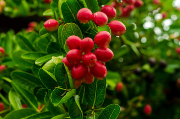 tropical Carissa carandas,Carunda,Karonda seeds ripe colorful on tree,vintage tone.
