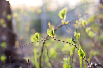 Image of Schisandra wild young buds and fresh leaves in spring season at sunset
