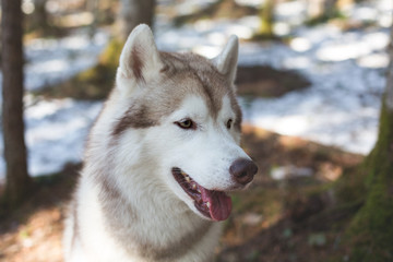 Obraz premium Close-up profile Portrait of friendly Beige and white Siberian Husky dog in spring season in the forest