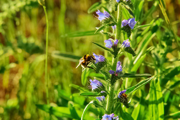 Obraz na płótnie Canvas Bienen Blumen bee wildlife