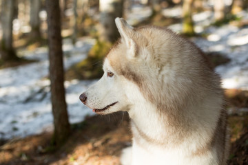 Profile Portrait of serious Beige and white Siberian Husky dog in the forest