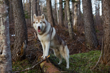 Naklejka na ściany i meble Portrait of gorgeous beige and white Siberian Husky dog standing in the forest on the tree at sunset