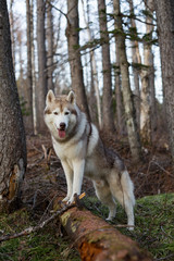 Obraz premium Portrait of friendly beige and white Siberian Husky dog standing in the forest on the tree at sunset