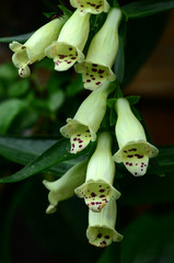 Fingerhut  digitalis  Gelber Fingerhut  Digitalis lutea, © JRG