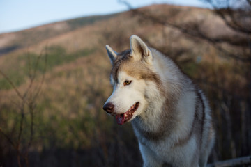 Profile Portrait of gorgeous beige and white Siberian Husky dog in the forest at sunset on mountains background.