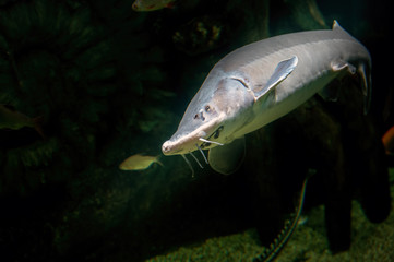 Beluga Sturgeon is the biggest freshwater fish in the world. Mystical king fish in the dusk of the underwater world.