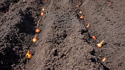 Spring, vegetable garden. Landing onions in the ground.