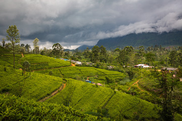 Obraz premium Tea plantation