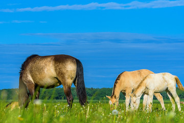 foal and horse on the field