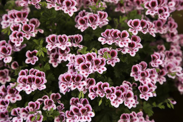 Flowers in the garden