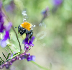 bumble bee collecting pollen on an purple flower
