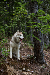 Profile portrait of cute dog breed siberian husky sitting on the hill in the forest