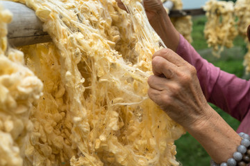 Raw of threads extracted from the cocoon of the silkworm drying outdoor, with Vietnamese woman hands separating the threads