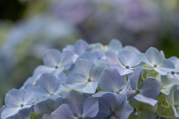 Hydrangea of Asukayama Park in Kita Ward, Tokyo, Japan / Asukayama park is a public park in Kita Ward, Tokyo, Japan