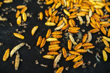Silkworm pupa before becoming butterfly. Silk production cycle