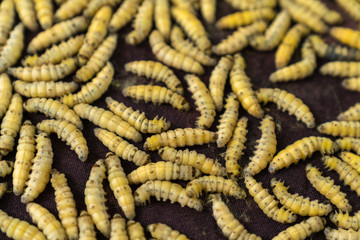 Silkworm a few hours after stop making cocoon. Silk production cycle