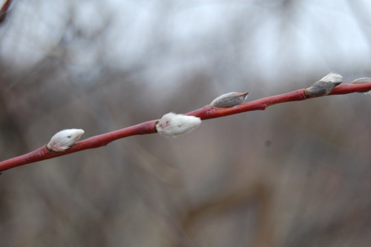 Почка Images – Browse 397 Stock Photos, Vectors, and Video | Adobe Stock