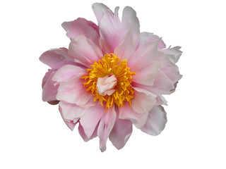 Pale pink peony flower isolated on white background.