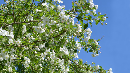 Blooming Apple tree close - up against the blue sky