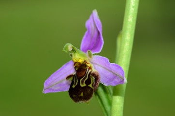 Bienen-Ragwurz Bluete Nahansicht