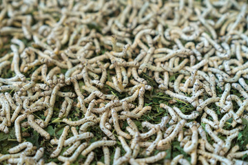 The silkworms eating mulberry leaves on the flat basket