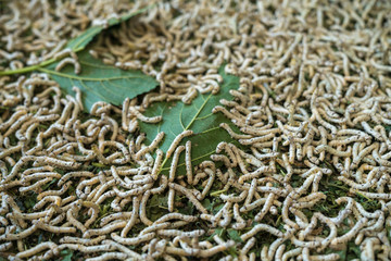 The silkworms eating mulberry leaves on the flat basket