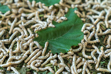 The silkworms eating mulberry leaves on the flat basket