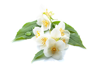 Branch of blooming jasmine on white background.