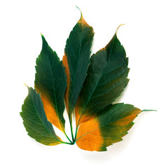 Multicolor grapes leaf (Parthenocissus quinquefolia foliage)